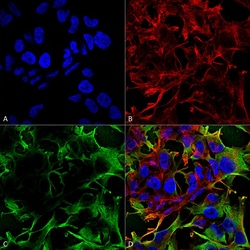 Invitrogen NLGN3 Monoclonal Antibody (N110/29), APC 100 &mu;g; APC:Antibodies,