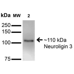Invitrogen NLGN3 Monoclonal Antibody (N110/29), APC 100 &mu;g; APC:Antibodies,