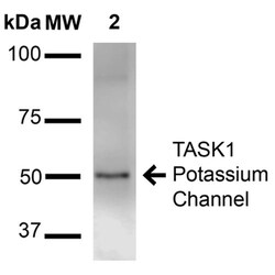 Invitrogen KCNK3 Monoclonal Antibody (N374/48), FITC 100 &mu;g; FITC:Antibodies,