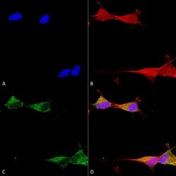 Invitrogen Ataxin 1 Monoclonal Antibody (N65/37), APC 100 &mu;g; APC:Antibodies,