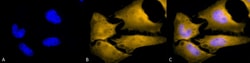 Invitrogen HSF1 Monoclonal Antibody (10H4), FITC 100 &mu;g; FITC:Antibodies,