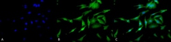 Invitrogen HSF1 Monoclonal Antibody (10H4), FITC 100 &mu;g; FITC:Antibodies,