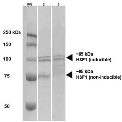 Invitrogen HSF1 Monoclonal Antibody (10H4), FITC 100 &mu;g; FITC:Antibodies,