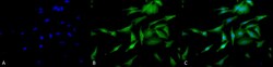Invitrogen HSF1 Monoclonal Antibody (10H4), PerCP 100 &mu;g; PerCP:Antibodies,