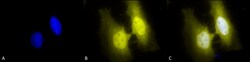 Invitrogen HSF1 Monoclonal Antibody (4B4), APC 100 &mu;g; APC:Antibodies,