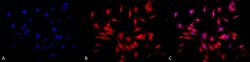 Invitrogen HSF1 Monoclonal Antibody (4B4), APC 100 &mu;g; APC:Antibodies,