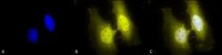 Invitrogen HSF1 Monoclonal Antibody (4B4), FITC 100 &mu;g; FITC:Antibodies,