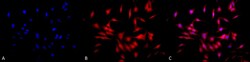 Invitrogen HSF1 Monoclonal Antibody (4B4), FITC 100 &mu;g; FITC:Antibodies,
