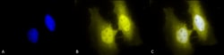 Invitrogen HSF1 Monoclonal Antibody (4B4), PerCP 100 &mu;g; PerCP:Antibodies,