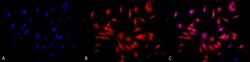 Invitrogen HSF1 Monoclonal Antibody (4B4), PerCP 100 &mu;g; PerCP:Antibodies,