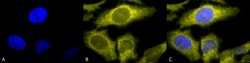 Invitrogen TCP1 Monoclonal Antibody (91a), APC 100 &mu;g; APC:Antibodies,