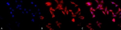 Invitrogen TCP1 Monoclonal Antibody (91a), APC 100 &mu;g; APC:Antibodies,
