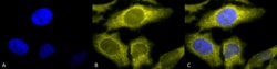 Invitrogen TCP1 Monoclonal Antibody (91a), FITC 100 &mu;g; FITC:Antibodies,