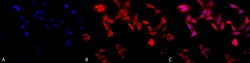 Invitrogen TCP1 Monoclonal Antibody (91a), FITC 100 &mu;g; FITC:Antibodies,