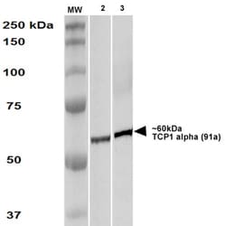 Invitrogen TCP1 Monoclonal Antibody (91a), FITC 100 &mu;g; FITC:Antibodies,