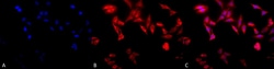 Invitrogen TCP1 Monoclonal Antibody (91a), PerCP 100 &mu;g; PerCP:Antibodies,