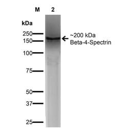 Invitrogen Spectrin beta-4 Monoclonal Antibody (N393/2), PerCP 100 &mu;g;