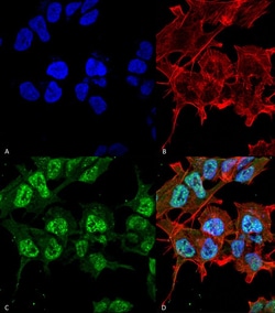 Invitrogen GABRA2 Monoclonal Antibody (N399/19), FITC 100 &mu;g; FITC:Antibodies,