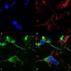 Invitrogen GABRA2 Monoclonal Antibody (N399/19), PerCP 100 &mu;g; PerCP:Antibodies,