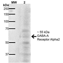 Invitrogen GABRA2 Monoclonal Antibody (N399/19), PerCP 100 &mu;g; PerCP:Antibodies,
