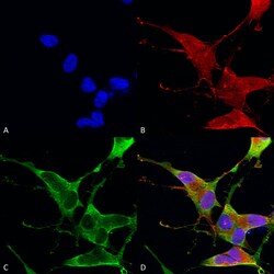 Invitrogen Ankyrin 1 Monoclonal Antibody (N388A/10), FITC 100 &mu;g; FITC:Antibodies,