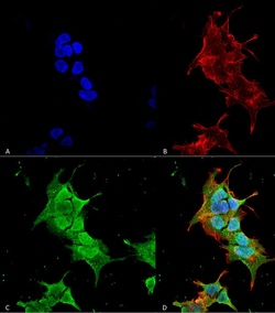 Invitrogen Ankyrin 1 Monoclonal Antibody (N388A/10), FITC 100 &mu;g; FITC:Antibodies,