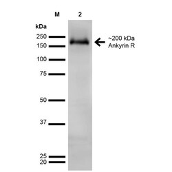 Invitrogen Ankyrin 1 Monoclonal Antibody (N388A/10), FITC 100 &mu;g; FITC:Antibodies,