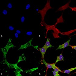Invitrogen GABRA4 Monoclonal Antibody (N398A/34), FITC 100 &mu;g; FITC:Antibodies,