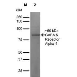 Invitrogen GABRA4 Monoclonal Antibody (N398A/34), FITC 100 &mu;g; FITC:Antibodies,
