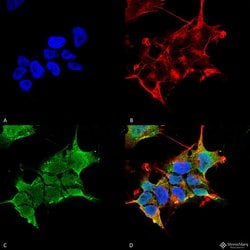 Invitrogen GABRA4 Monoclonal Antibody (N398A/34), PerCP 100 &mu;g; PerCP:Antibodies,