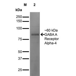 Invitrogen GABRA4 Monoclonal Antibody (N398A/34), PerCP 100 &mu;g; PerCP:Antibodies,