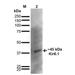 Invitrogen Kir6.1 (KCNJ8) Monoclonal Antibody (N366/60), PerCP 100 &mu;g;