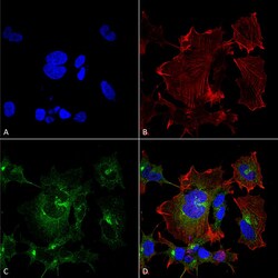Invitrogen NPAS4 Monoclonal Antibody (N408/79), APC 100 &mu;g; APC:Antibodies,