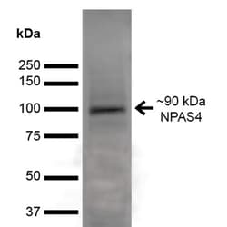 Invitrogen NPAS4 Monoclonal Antibody (N408/79), APC 100 &mu;g; APC:Antibodies,