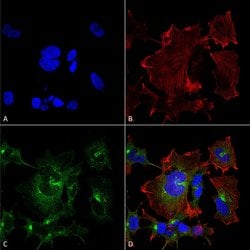 Invitrogen NPAS4 Monoclonal Antibody (N408/79), PE 100 &mu;g; PE:Antibodies,