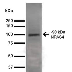 Invitrogen NPAS4 Monoclonal Antibody (N408/79), PE 100 &mu;g; PE:Antibodies,