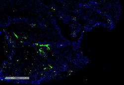 Invitrogen Citrulline Monoclonal Antibody (2D3.1), APC 100 &mu;g; APC:Antibodies,