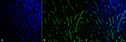 Invitrogen Citrulline Monoclonal Antibody (6C2.1), PerCP 100 &mu;g; PerCP:Antibodies,
