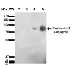 Invitrogen Citrulline Monoclonal Antibody (6C2.1), PerCP 100 &mu;g; PerCP:Antibodies,