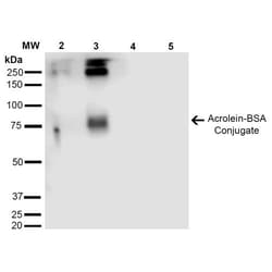 Invitrogen Acrolein Monoclonal Antibody (2H2), PerCP 100 &mu;g; PerCP:Antibodies,