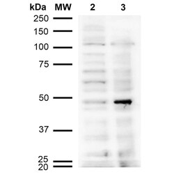 Invitrogen Acrolein Monoclonal Antibody (10A10), FITC 100 &mu;g; FITC:Antibodies,