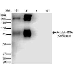 Invitrogen Acrolein Monoclonal Antibody (10A10), FITC 100 &mu;g; FITC:Antibodies,