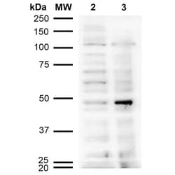 Invitrogen Acrolein Monoclonal Antibody (10A10), PE 100 &mu;g | Buy Online | Invitrogen&trade; | Fisher Scientific