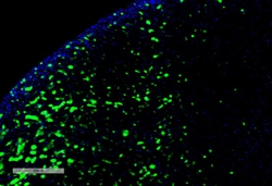 Invitrogen Hexanoyl-Lysine adduct Monoclonal Antibody (5D9), APC 100 &mu;g;