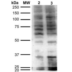 Invitrogen Hexanoyl-Lysine adduct Monoclonal Antibody (5D9), APC 100 &mu;g;