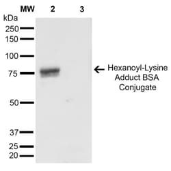 Invitrogen Hexanoyl-Lysine adduct Monoclonal Antibody (5D9), APC 100 &mu;g;