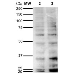 Invitrogen Hexanoyl-Lysine adduct Monoclonal Antibody (5E8), PE 100 &mu;g;