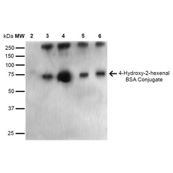 Invitrogen 4-Hydroxy-2-hexenal Monoclonal Antibody (6F10), PE 100 &mu;g;
