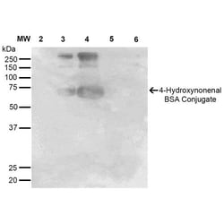 Invitrogen 4-Hydroxynonenal Monoclonal Antibody (12F7), APC 100 &mu;g;