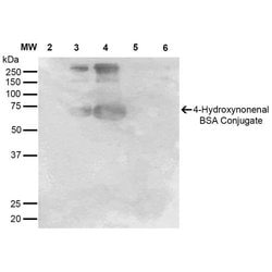 4-Hydroxynonenal Monoclonal Antibody (12F7), PE:Antibodies, Monoclonal